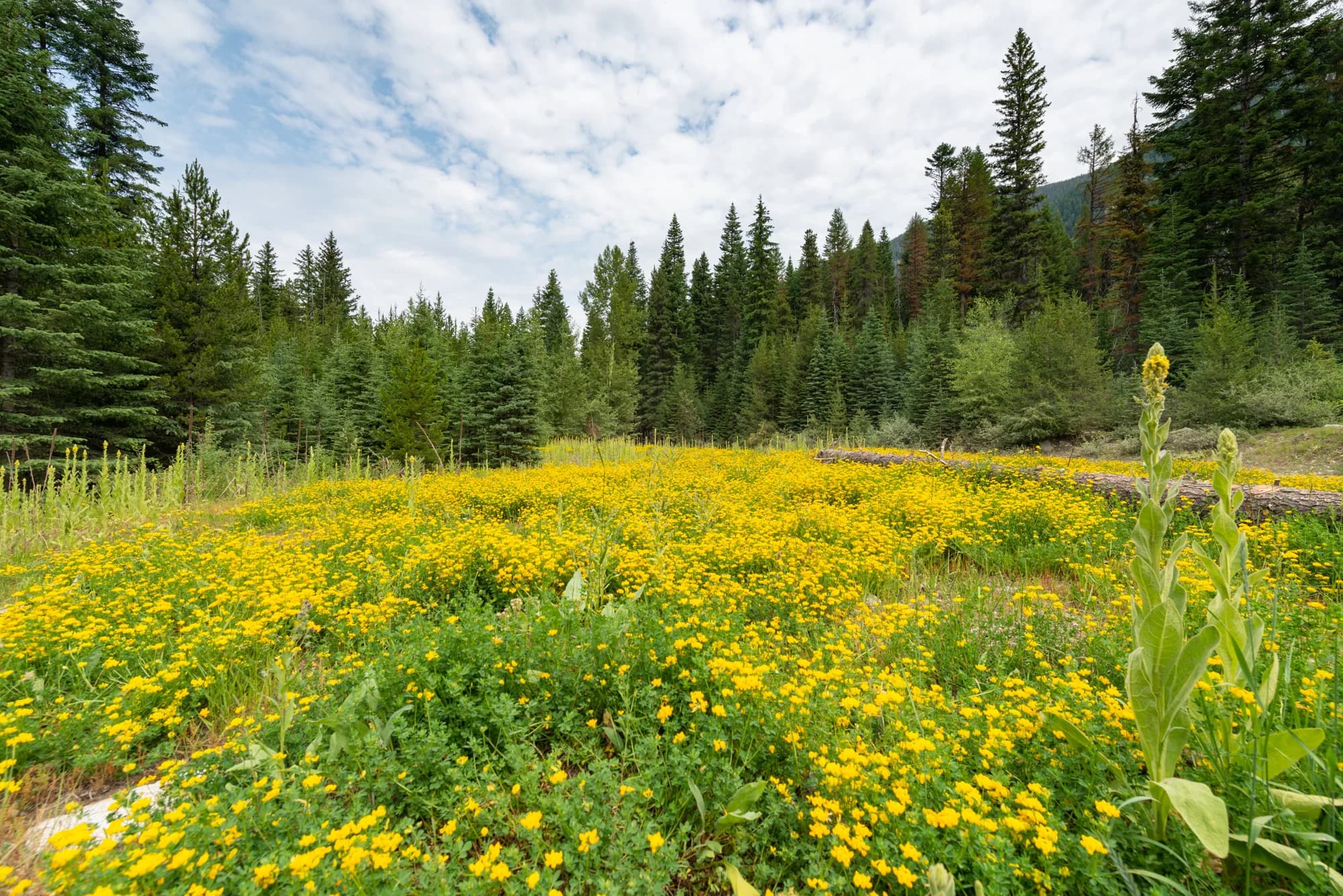 Wildflowers near the Lostine River, photographed from Upper Lostine Road.