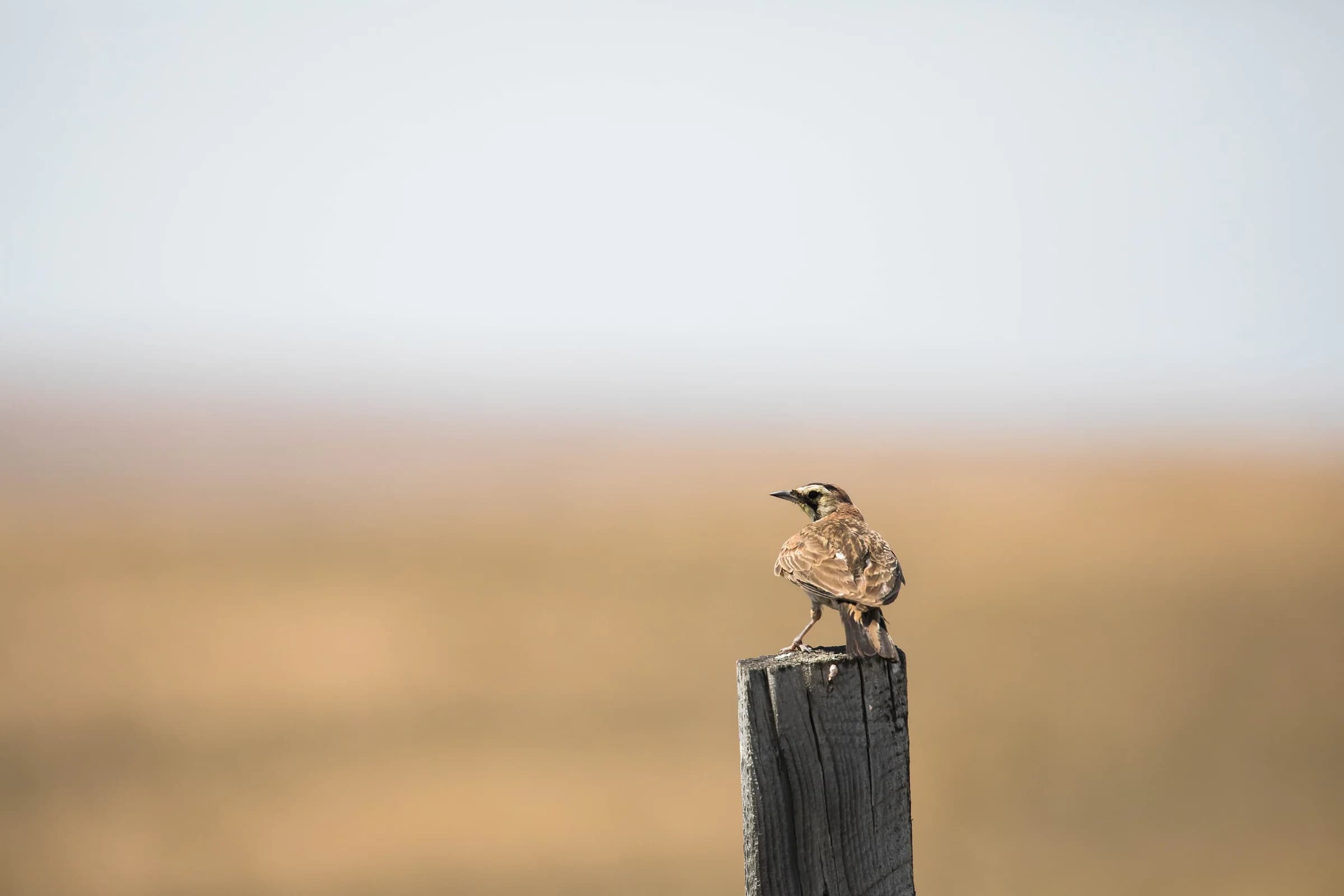 A horned lark photographed at Zumwalt Prairie Preserve.